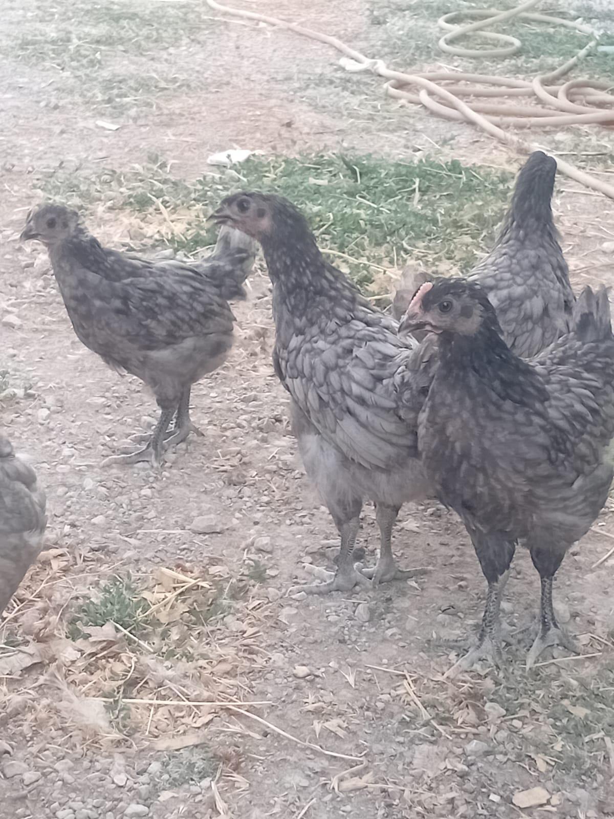 Blue Australorp Tavuk