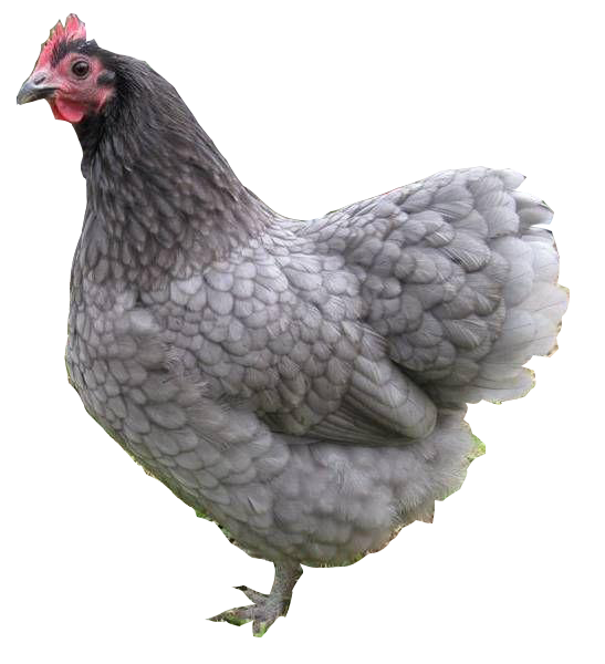 Blue Australorp Tavuk