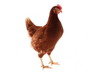 Lohman Brown Tavuk